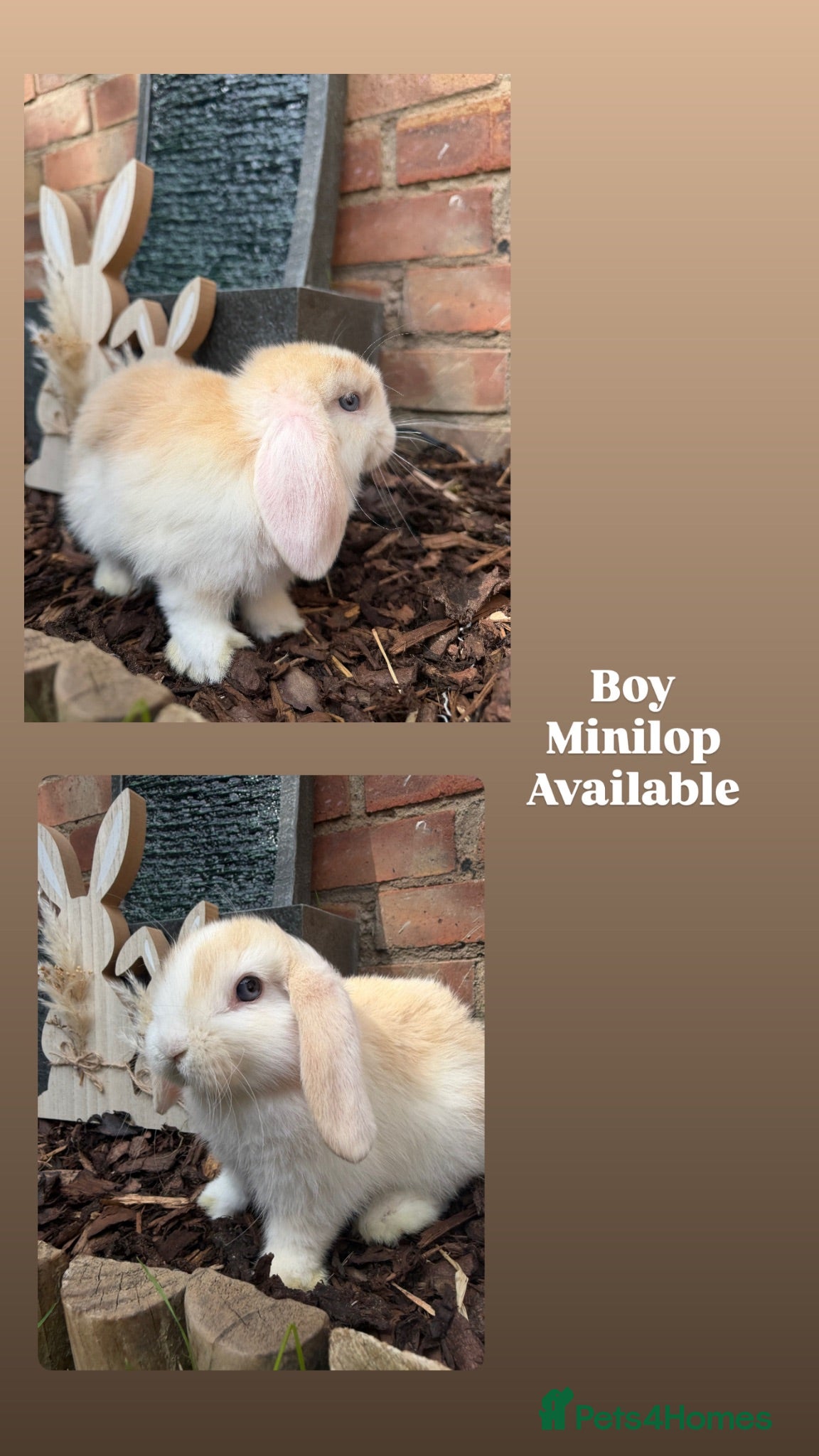 Mini Lop rabbits Minilops  - Advert 1