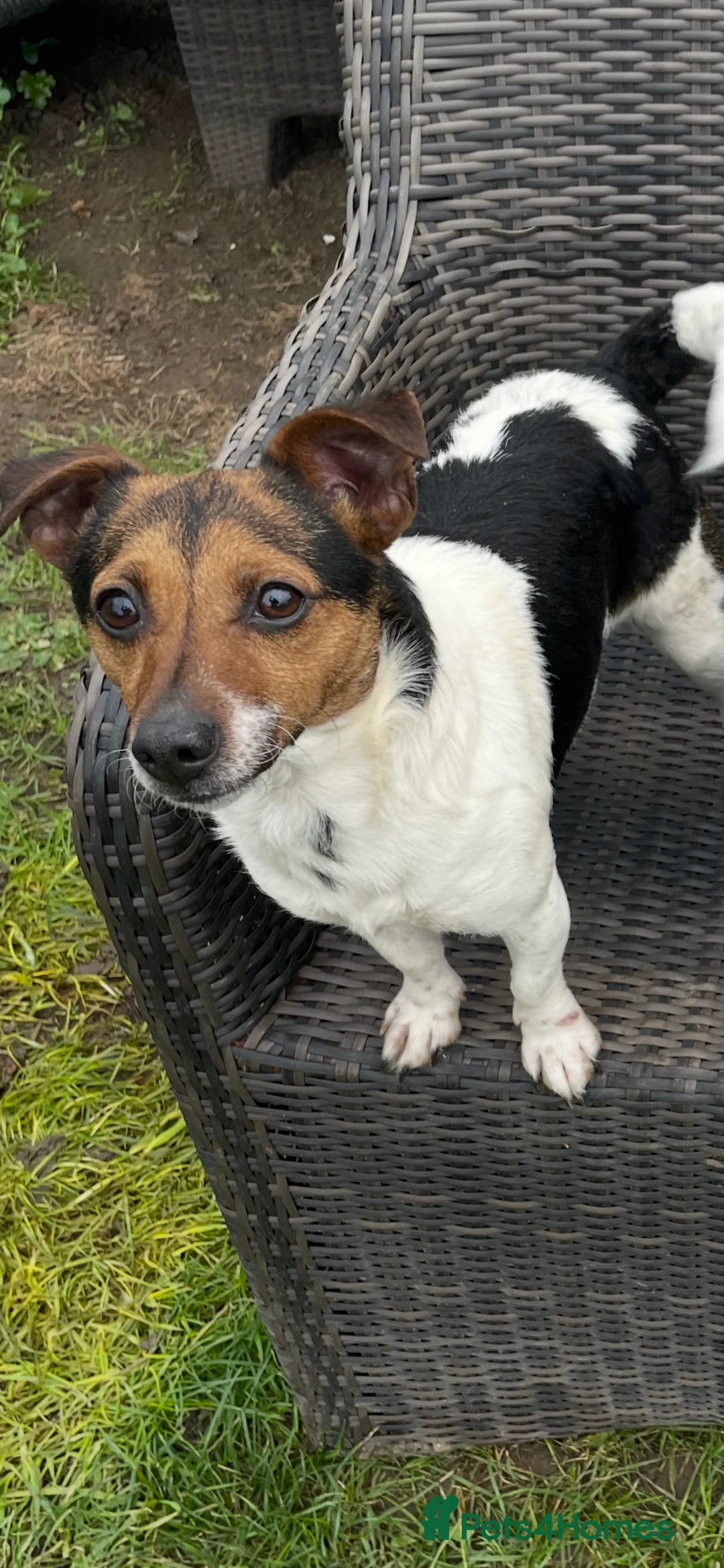 Jack Russell dogs for sale: Three male Jack Russell puppies  in Ramsgate - Advert 1
