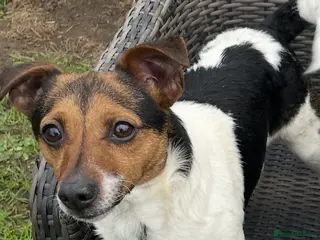Jack Russell dogs Three male Jack Russell puppies - Advert 1