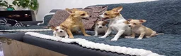 Jack Chi dogs for sale: 3 beautifully puppies for sale in London - Advert 1