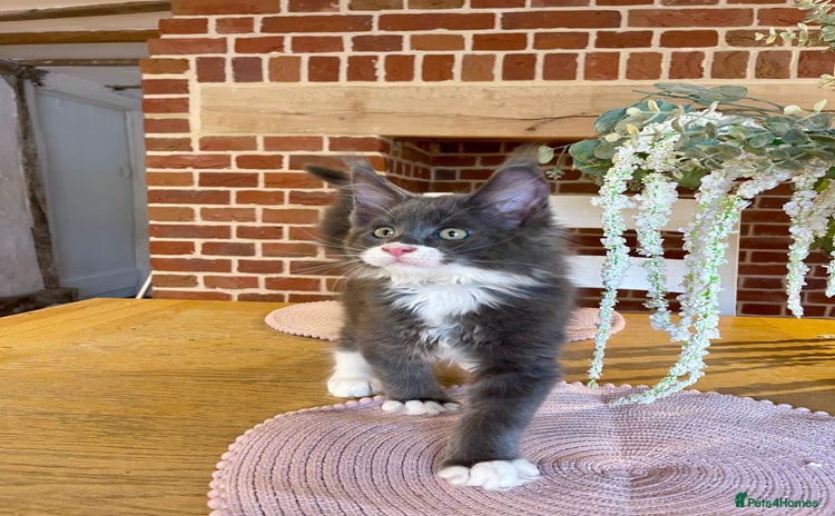 Maine Coon cats - Advert 15