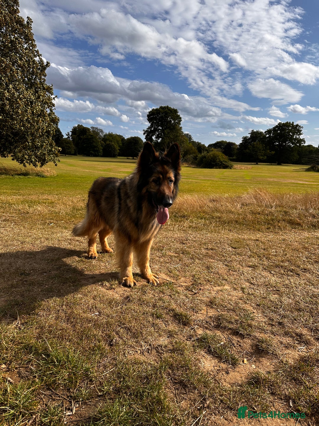 German Shepherd dogs for sale: Rehoming - Image 7