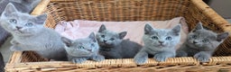 Russian Blue cats for sale: TICA Registered kittens  - Advert 12