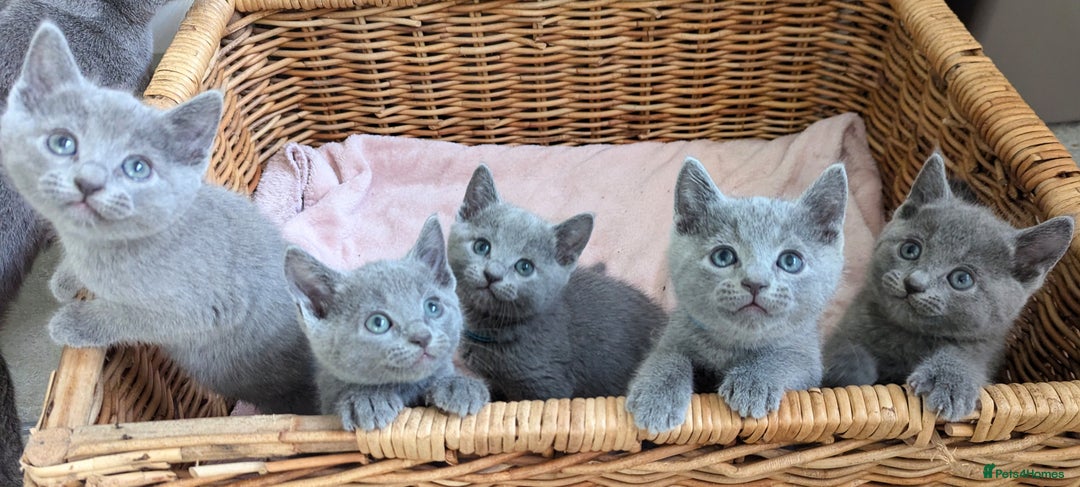 Russian Blue cats for sale: TICA Registered kittens  - Advert 12