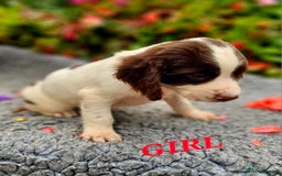 English Springer Spaniel dogs for sale: QUALITY WORKING ESS PUPS - Image 15