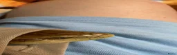 Skink reptiles for sale: Ernie the Blue tongued skink  - Advert 18