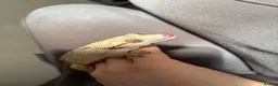 Gecko reptiles for sale: Gecko With full set up - Advert 3