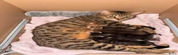 Mixed Breed cats for sale: Bengal x Tabby mixbreed. - Advert 5
