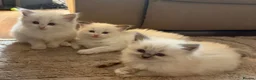 Ragdoll cats for sale: 5 BEAUTIFUL RAGDOLL GIRLS - Advert 9