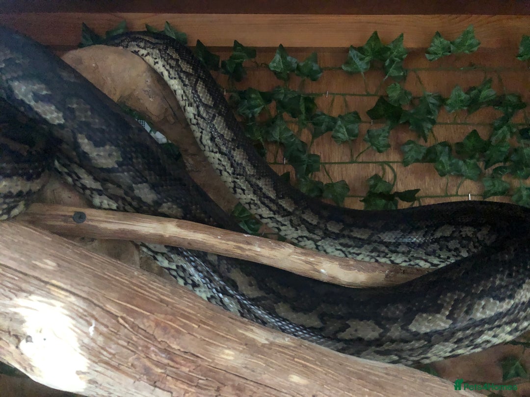 Python Snake reptiles for sale: Carpet python  - Advert 5
