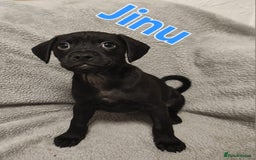 Mixed Breed dogs for sale: Pug x Lucher  - Image 8
