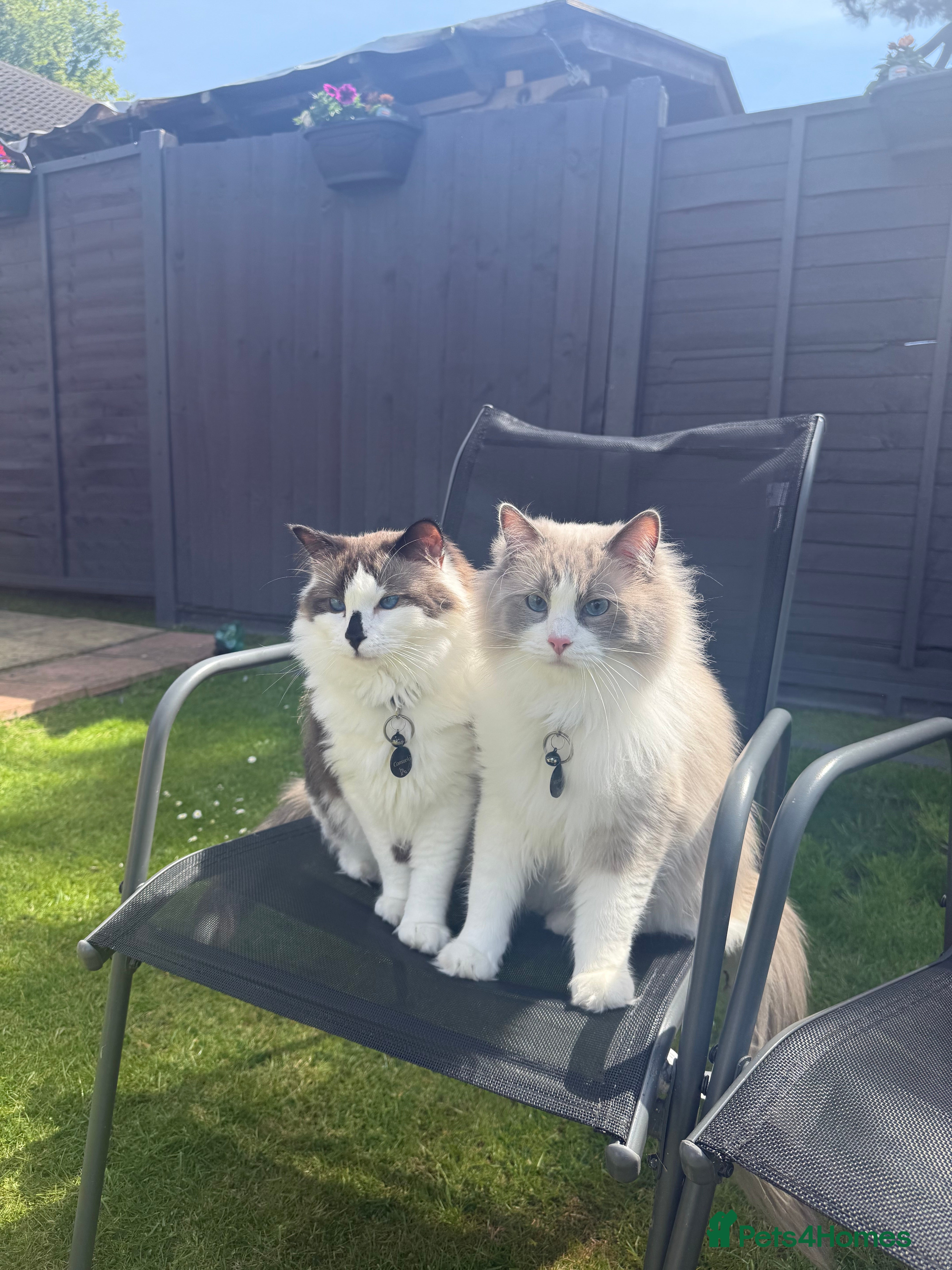 Ragdoll cats Two Ragdoll Males - Advert 10