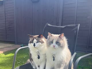 Ragdoll cats Two Ragdoll Males - Advert 2