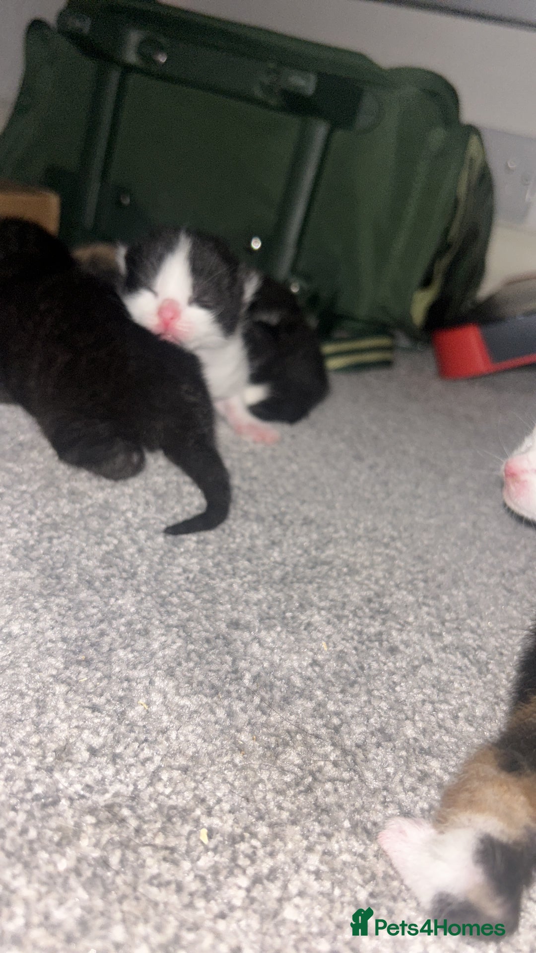 British Shorthair cats for sale: Beautiful kittens  - Image 11