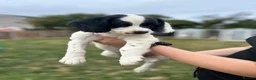 English Springer Spaniel dogs for sale: READY FOR THEIR NEW HOMES!! KC registered - Advert 10