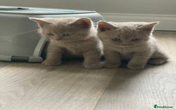 British Shorthair cats for sale: 🏆Grand Champion Sired GCCF BritishShorthair 1left - Image 4