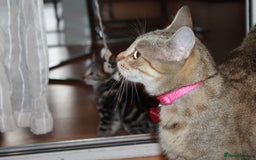 Bengal cats for sale: Adorable, affectionate, so cute kittens for sale!! - Image 40