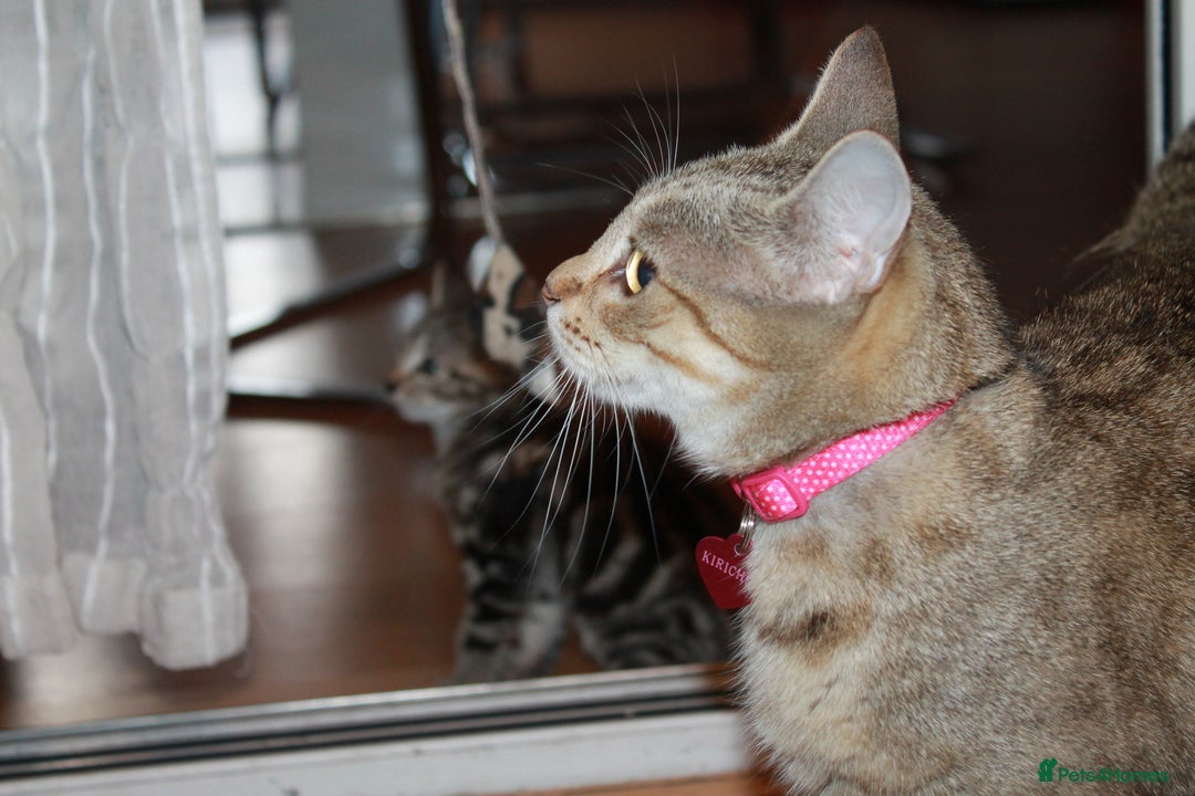 Bengal cats for sale: Adorable, affectionate, so cute kittens for sale!! - Image 40