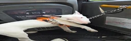 Bull Terrier dogs for sale: Archie English bull terrier 8 months - Advert 2
