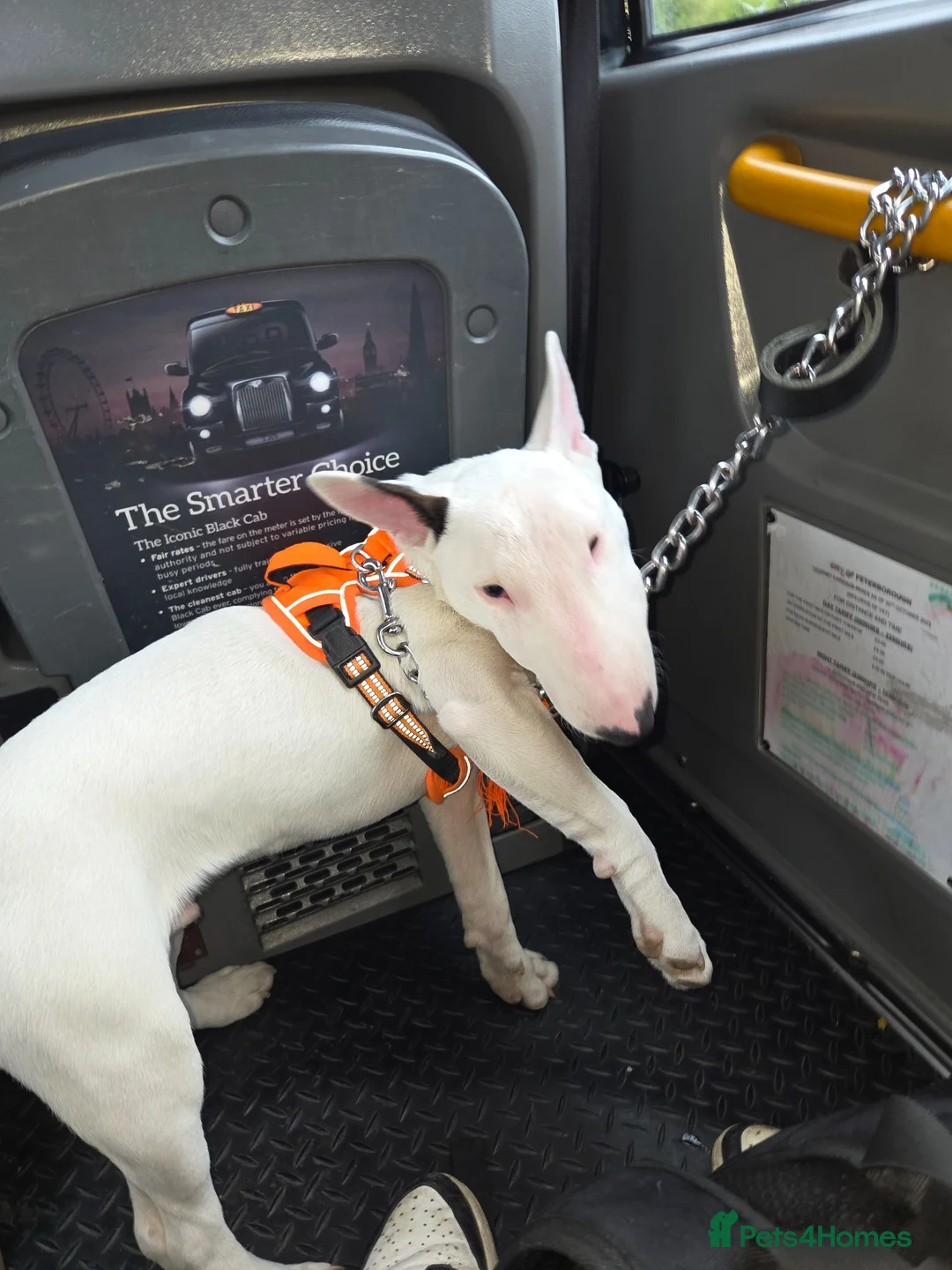 Bull Terrier dogs for sale: Archie English bull terrier 8 months - Advert 2