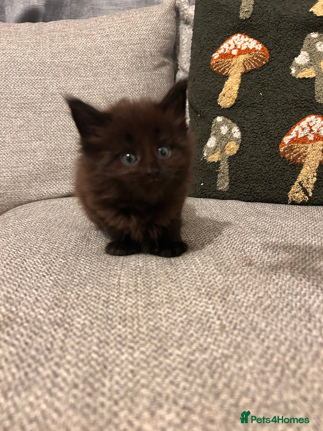 Maine Coon cats for sale: Halloween babies 🎃🐈‍⬛ 2 girls left - Advert 26