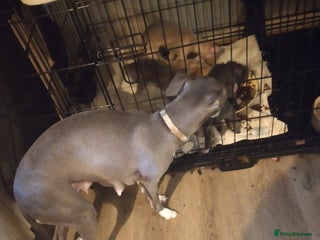 Italian Greyhound dogs Beautiful KC registered puppies - Advert 5