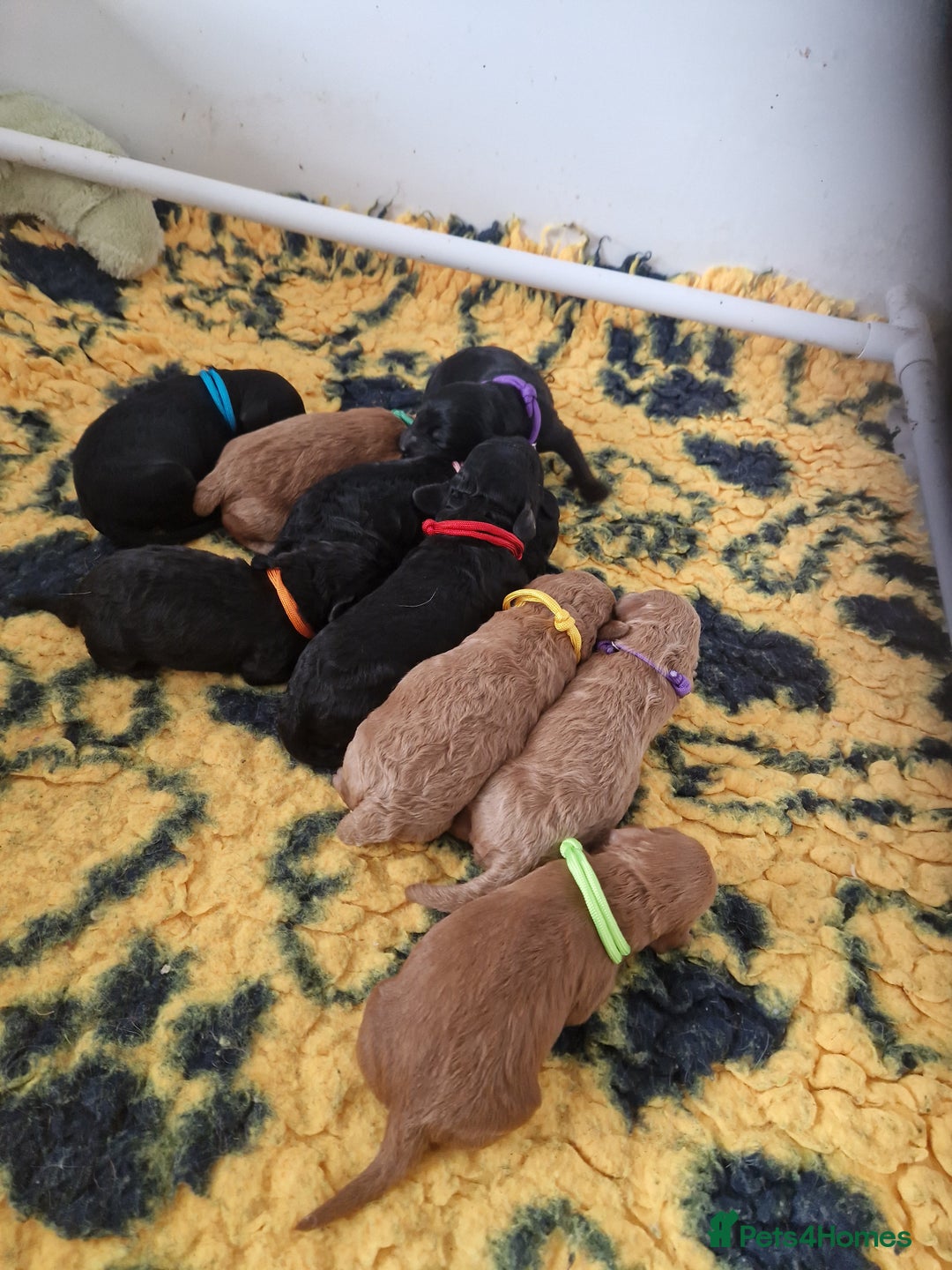 Cockapoo dogs for sale: EXCEPTIONAL HEALTH TESTED SHOW TYPE COCKAPOOS F1B - Image 4
