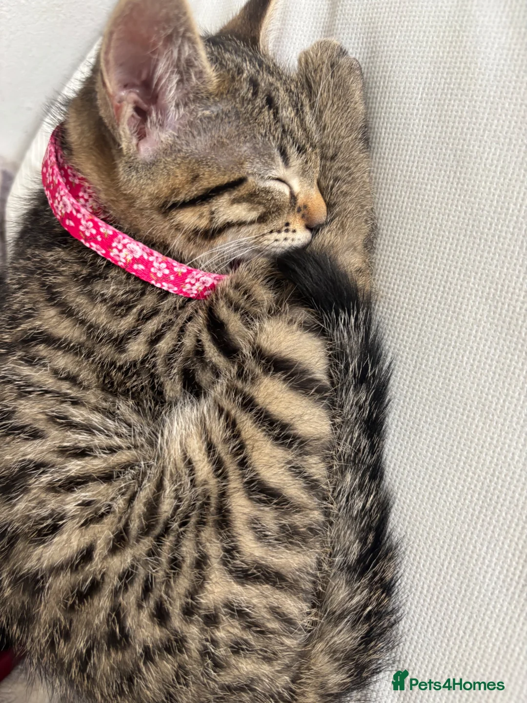 Mixed Breed cats for sale: Mixed breed 9 week old kitten  - Advert 7