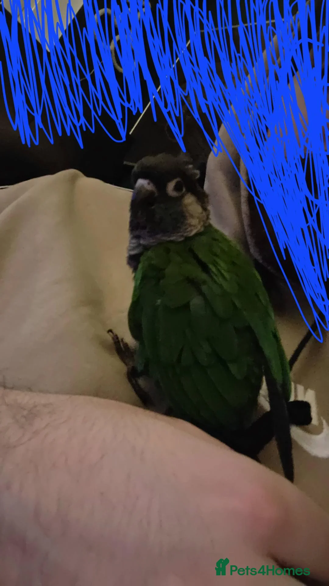 Conures birds for sale: Conure  in Leicester - Advert 2