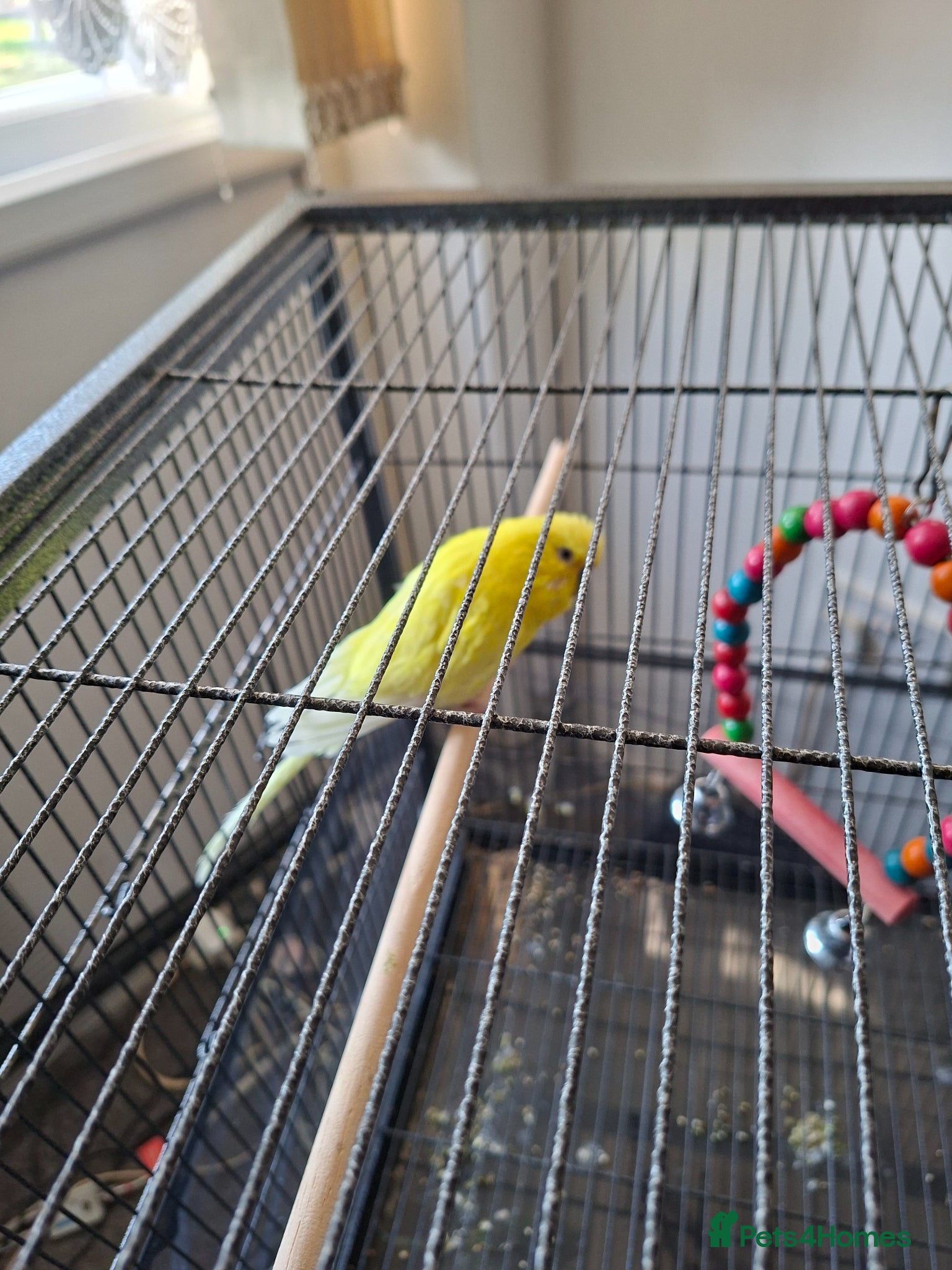Budgerigars birds Two Adult Budgies - Advert 1