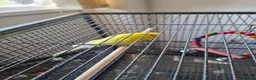 Budgerigars birds for sale: Two Adult Budgies in Nottingham - Advert 1