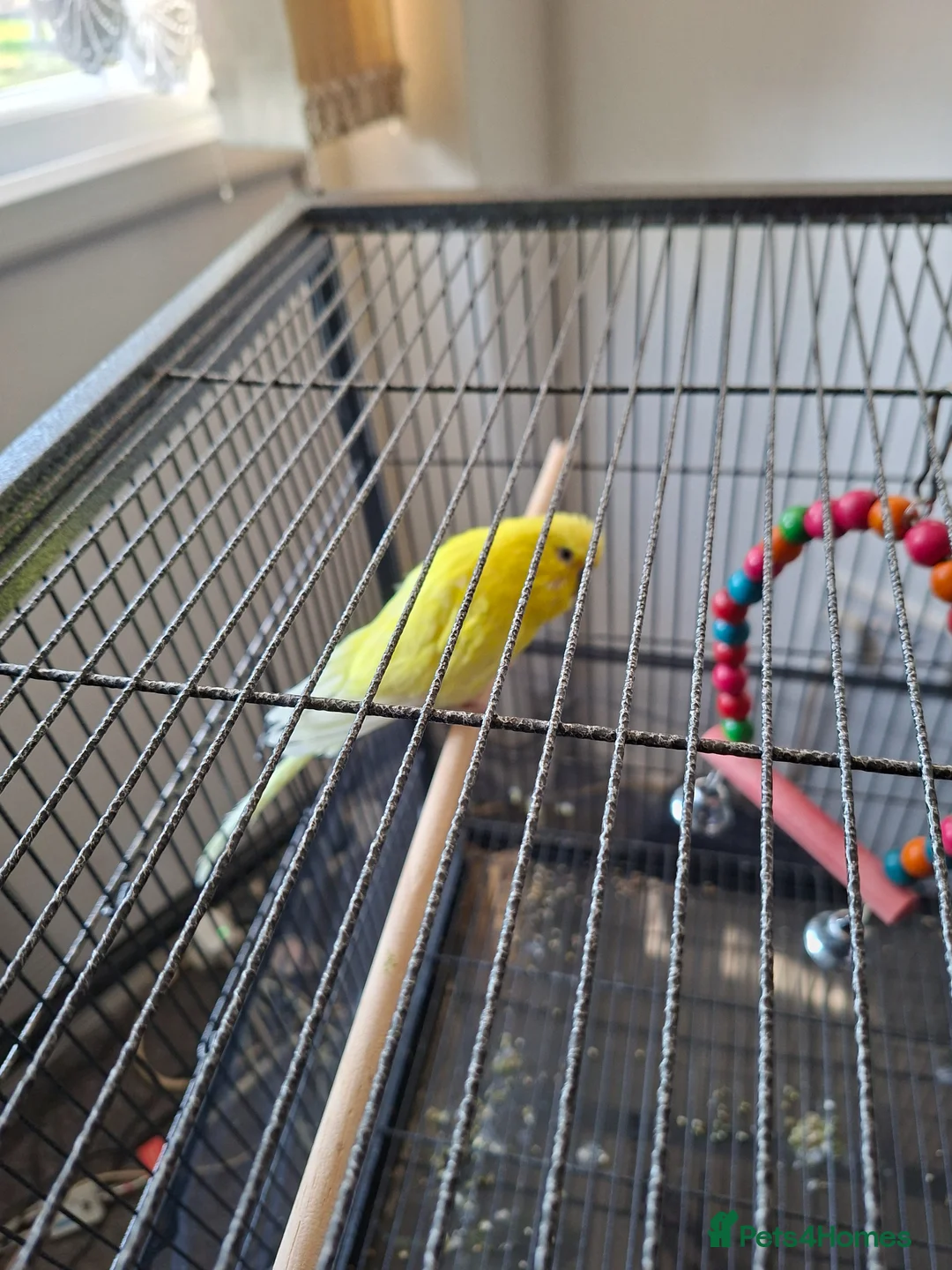 Budgerigars birds for sale: Two Adult Budgies in Nottingham - Advert 1