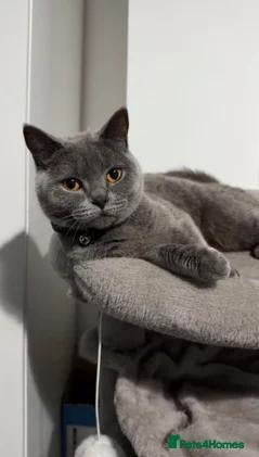 Mixed Breed cats Hazel - Advert 14