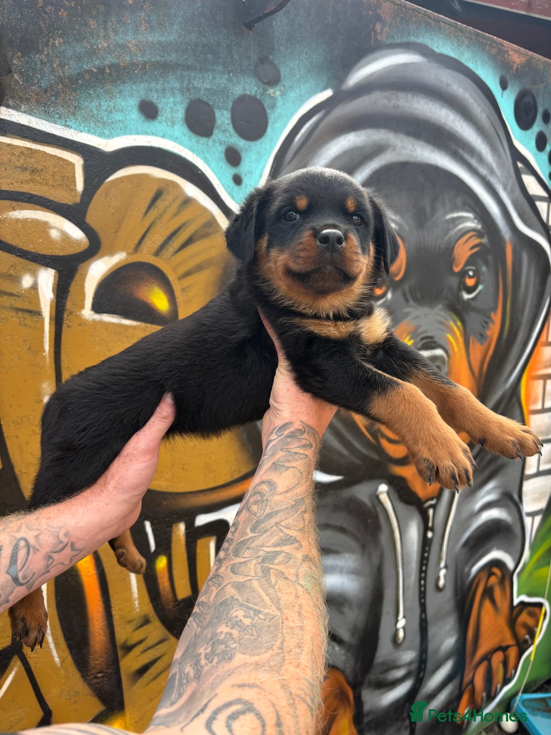 Rottweiler dogs for sale:  Rottweiler Puppies - READY NOW! 2 LEFT!  - Image 24