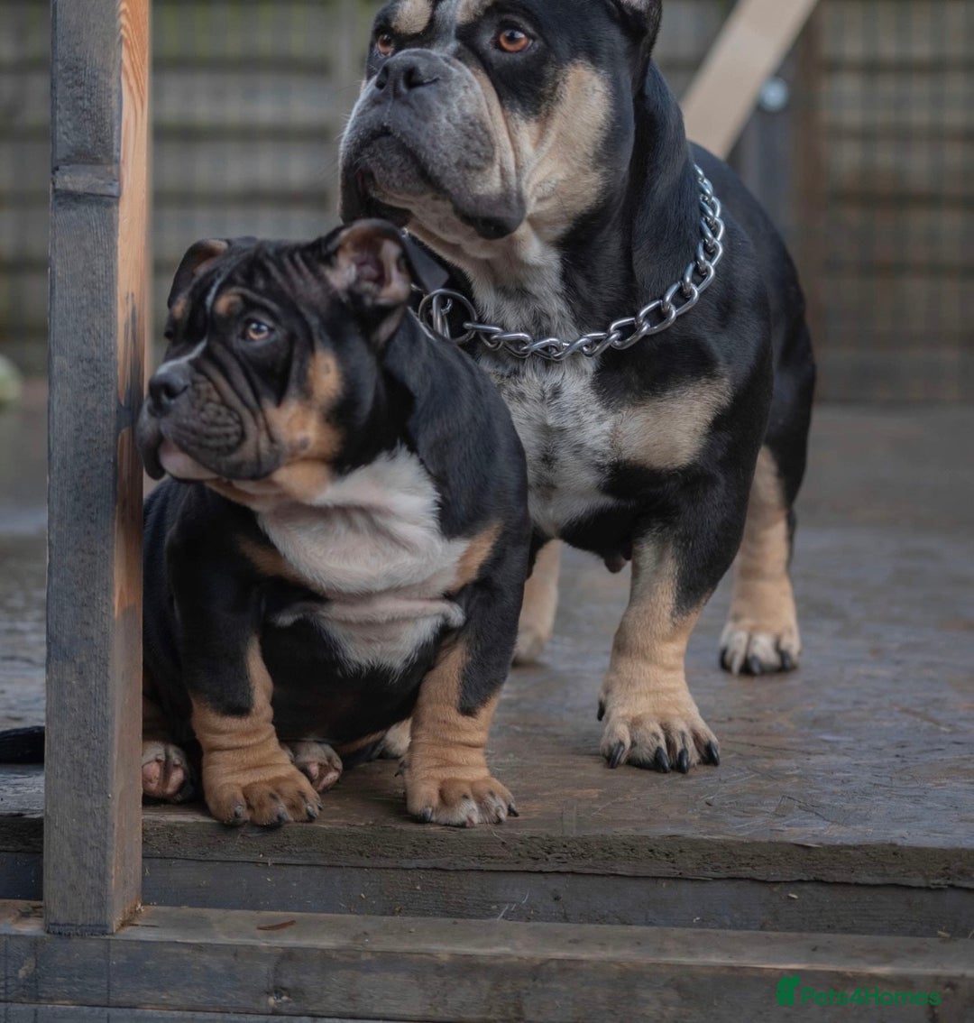 American Bully dogs for sale:  GORGE MICRO NANO GIRL AVAILABLE - Advert 5