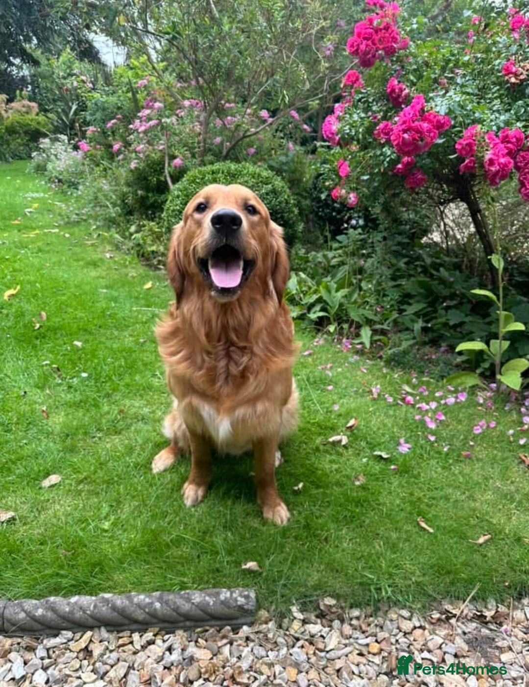 Golden Retriever dogs for stud: Beautiful KC reg DNA 🧬 clear proven  - Advert 9