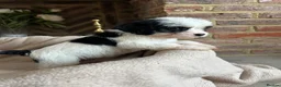 Cavapoo dogs for sale: Adorable Cavapoo puppies  - Advert 20