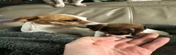 Jack Russell dogs for sale: Beautiful Miniature Jack Russell’s  - Advert 13