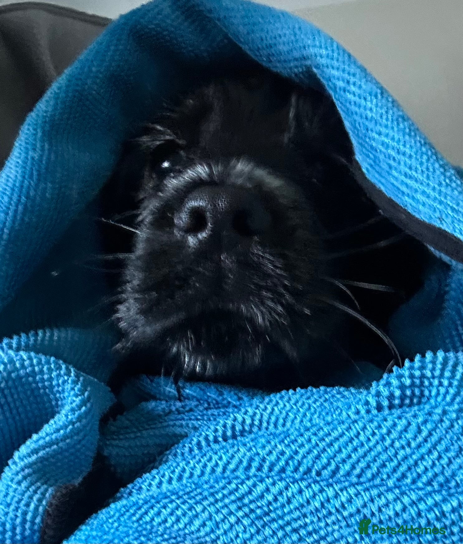 Cocker Spaniel dogs Show type cocker spaniel - Advert 3