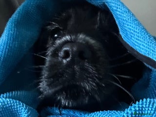 Cocker Spaniel dogs Show type cocker spaniel - Advert 3