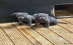 Staffordshire Bull Terrier dogs for sale:  ‼️1Blue Staffordshire Bull Terrier ready to go‼️  - Image 2