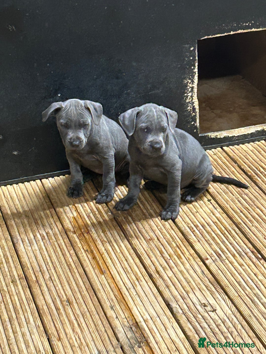 Staffordshire Bull Terrier dogs for sale:  ‼️1Blue Staffordshire Bull Terrier ready to go‼️  - Image 2