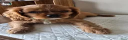 Cavalier King Charles Spaniel dogs for sale: Beautiful  Cavalier  puppies  - Advert 5