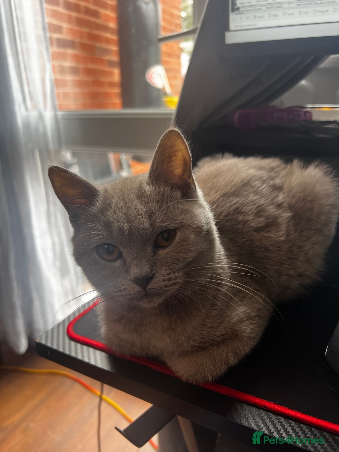 British Shorthair cats for sale: British Short Hair lilac female  - Image 5