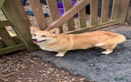 Welsh Corgi Pembroke dogs for sale: adult corgi bitch - Image 3
