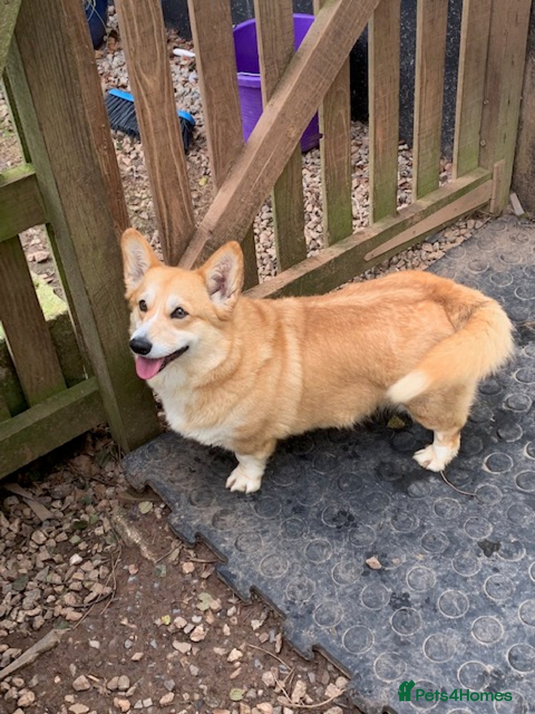 Welsh Corgi Pembroke dogs for sale: adult corgi bitch - Image 3