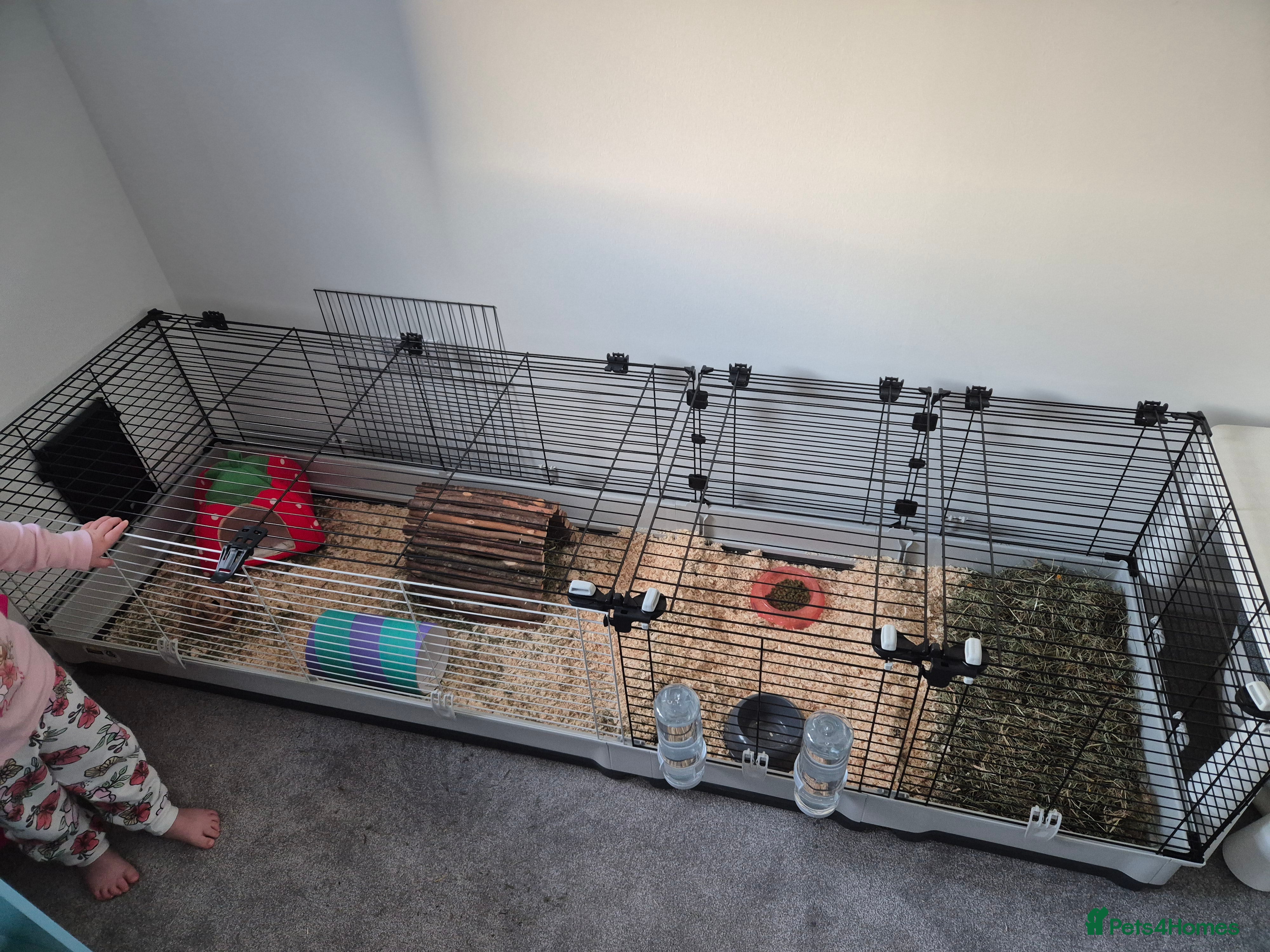 Guinea Pig rodents Bonded Boar Pair  - Advert 1