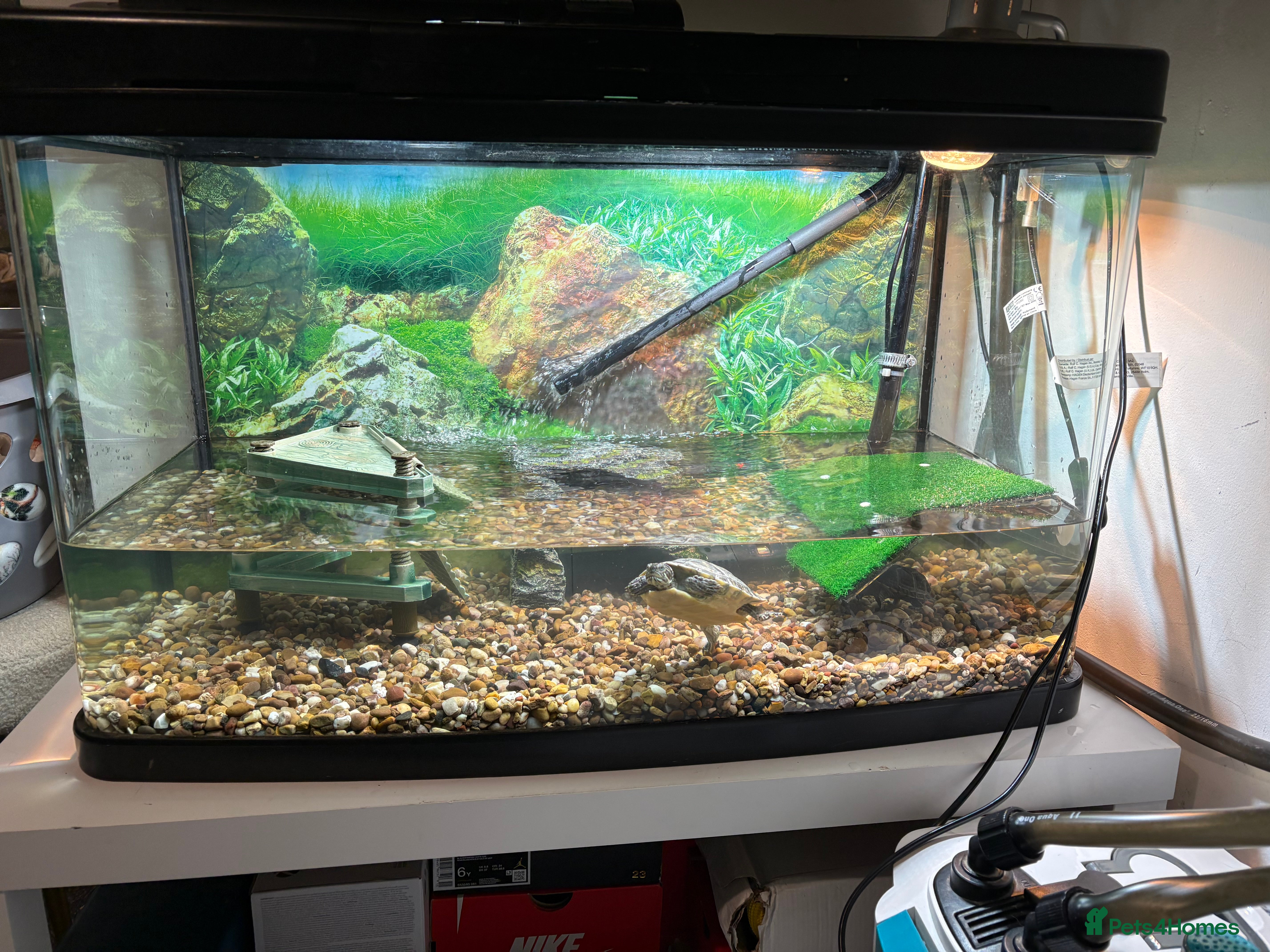 Turtle reptiles 2 turtles and tank setup + 2000ltr filter - Advert 15