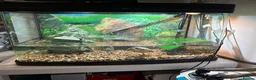 Turtle reptiles for sale: 2 turtles and tank setup + 2000ltr filter - Advert 1