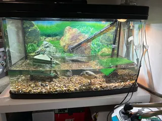 Turtle reptiles 2 turtles and tank setup + 2000ltr filter - Advert 5
